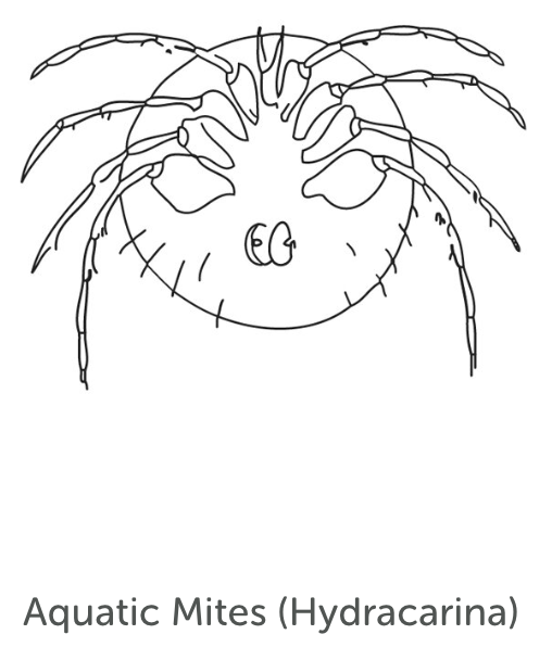 Moderately Tolerant Bug 10